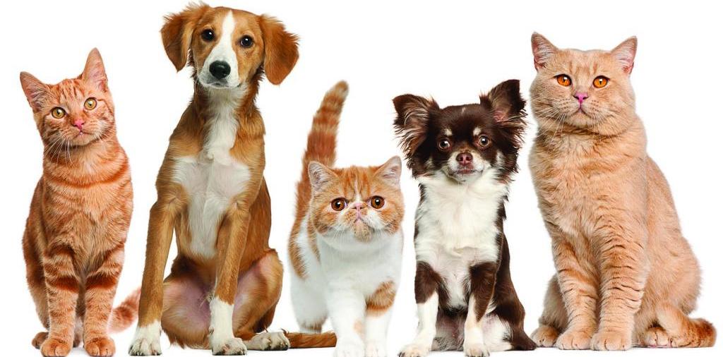 Доска объявлений о животных | ЗооТом - продажа, вязка и услуги для животных в Ковылкино
