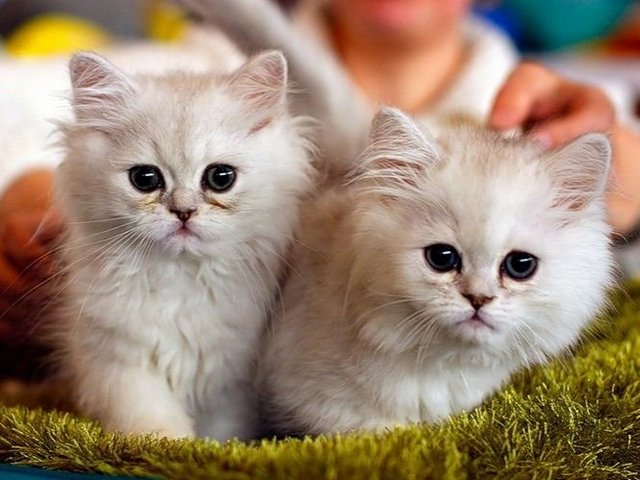 Породы кошек в Ковылкино | ЗооТом портал о животных