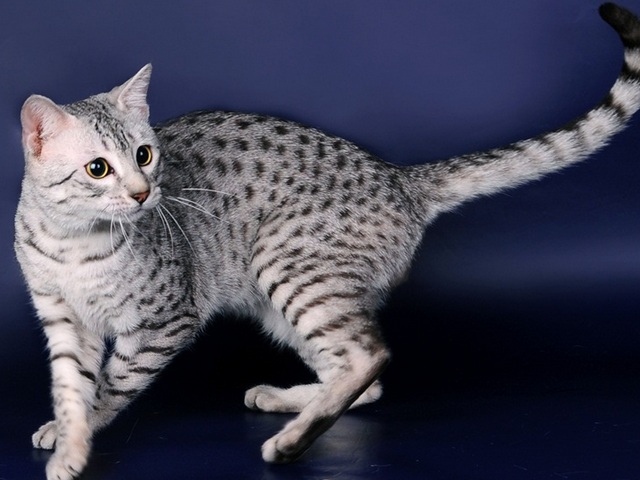 Породы кошек в Ковылкино | ЗооТом портал о животных