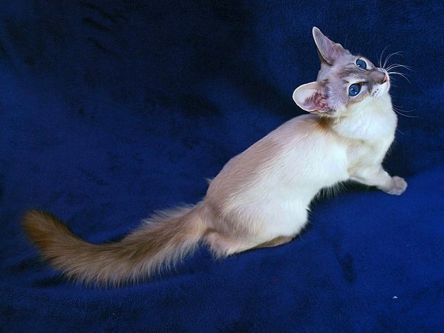 Выведенные породы кошек в Ковылкино | ЗооТом портал о животных
