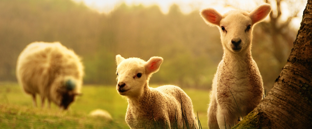 Объявления о сельскохозяйственных животных | ЗооТом - продажа, вязка и услуги для животных в Ковылкино
