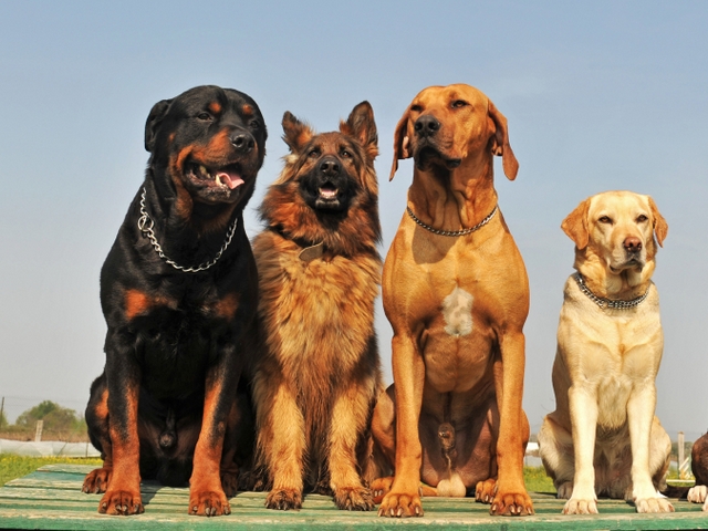 Крупные породы собак в Ковылкино | ЗооТом портал о животных
